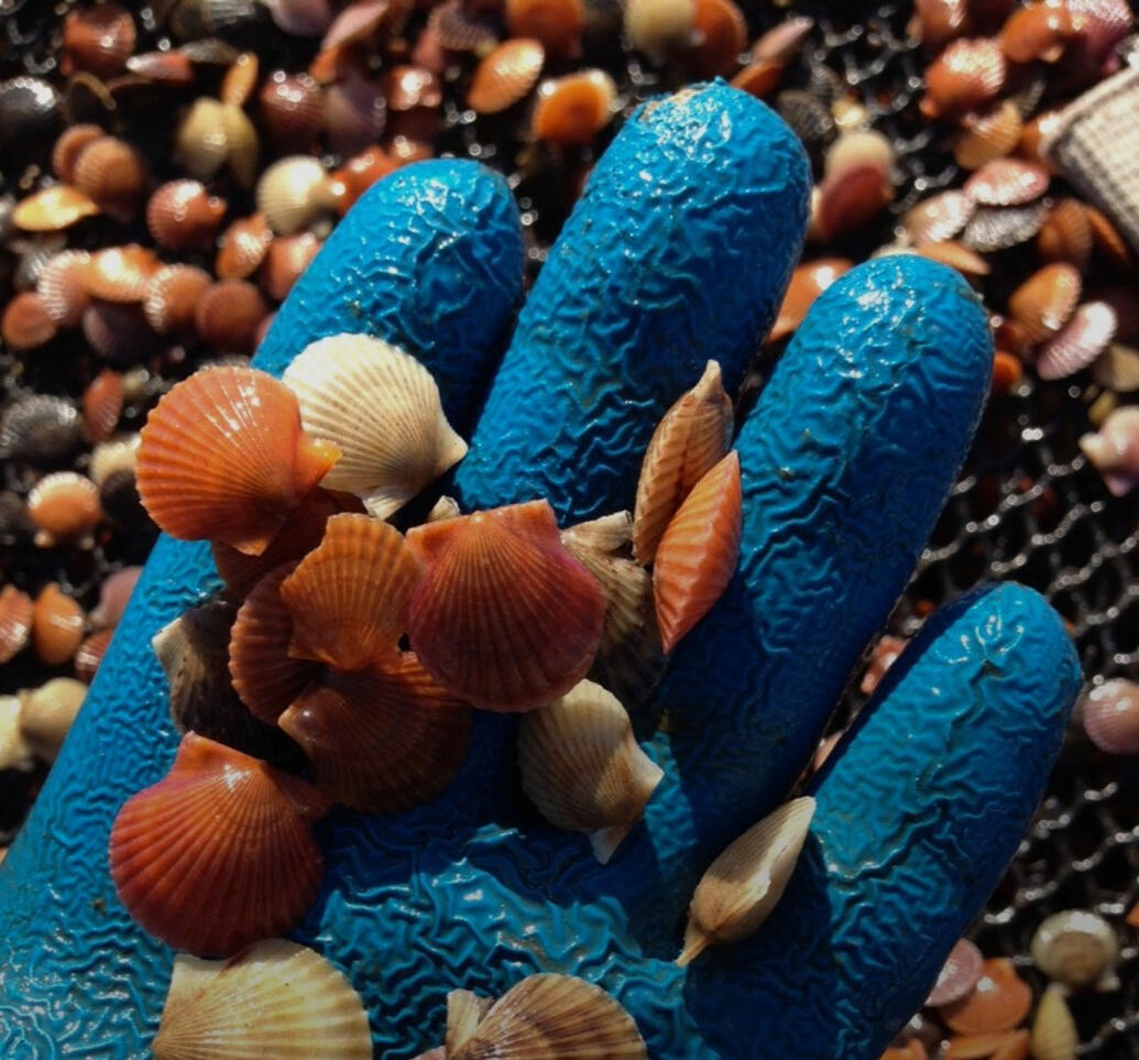 Can Shellfish Hatcheries Produce Algae Feed Cheaper?